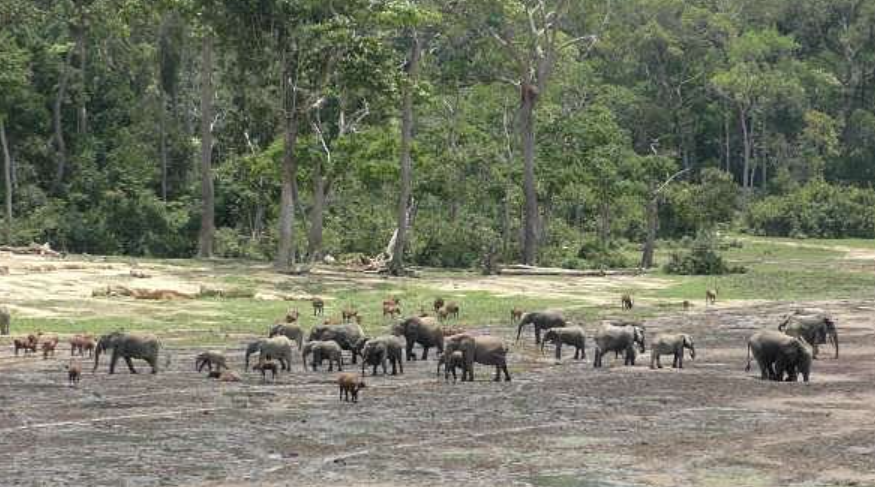 Bai Hokou (Dzanga-Sangha), Sangha-Mbaéré Prefecture, Central African Republic